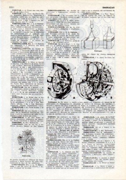 LAMINA V12371: Embriologia
