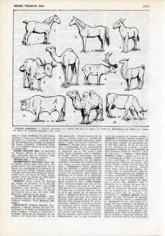 LAMINA V12350: Animales domesticos I
