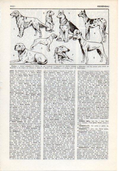 LAMINA V12398: Razas de perros