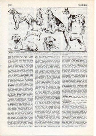 LAMINA V12398: Razas de perros