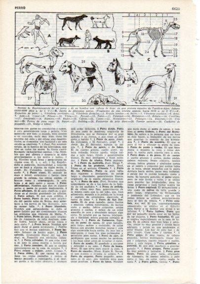 LAMINA V12397: Esqueleto y razas de perros
