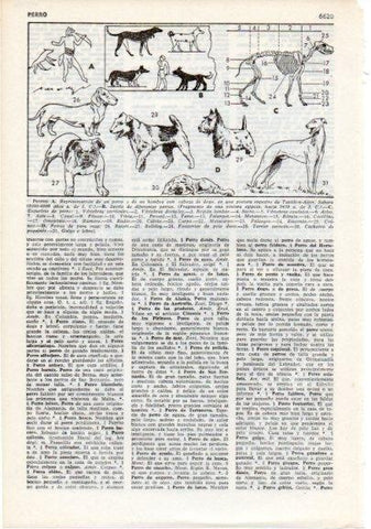 LAMINA V12397: Esqueleto y razas de perros