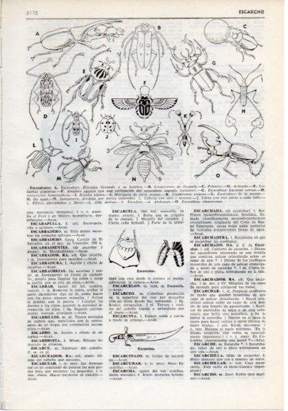LAMINA V12383: Especies de escarabajos