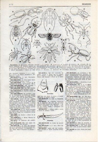 LAMINA V12383: Especies de escarabajos
