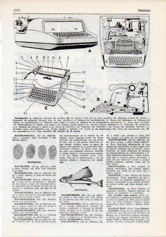 LAMINA V12306: Tipos de dactilografos y dactiloptero