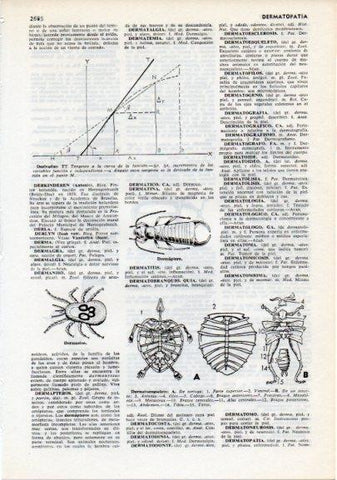 LAMINA V12318: Tipos de derivadas y dermatoesqueletos