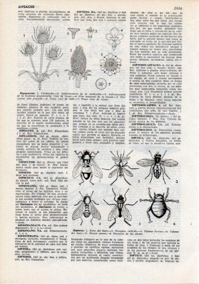 LAMINA V12343: Dipsacaceas y especies de dipteros