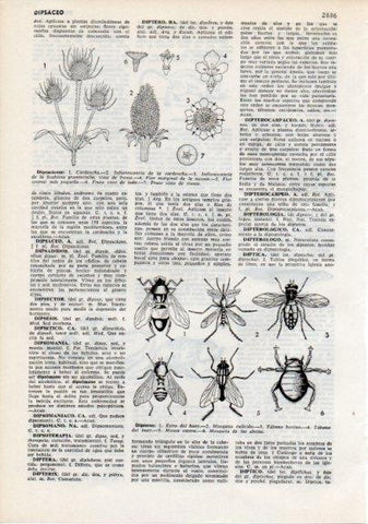 LAMINA V12343: Dipsacaceas y especies de dipteros