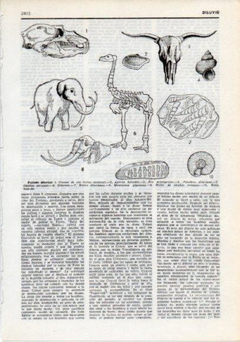 LAMINA V12336: Animales del perido diluvial