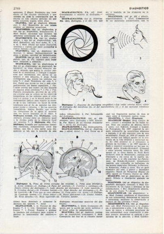 LAMINA V12328: Partes del diafragma humano