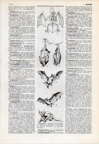 LAMINA V12485: Especies de quiropteros