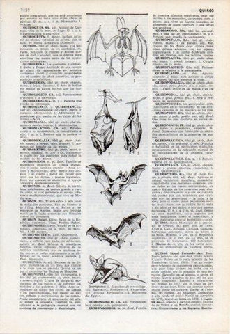 LAMINA V12485: Especies de quiropteros