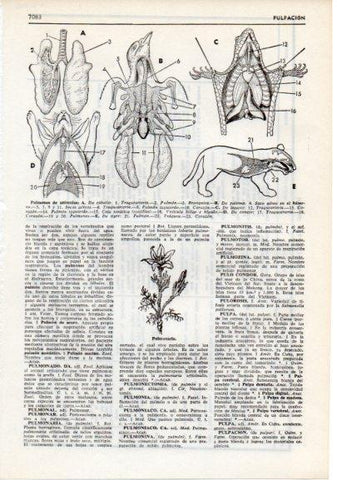 LAMINA V12476: Pulmones de animales y pulmonaria