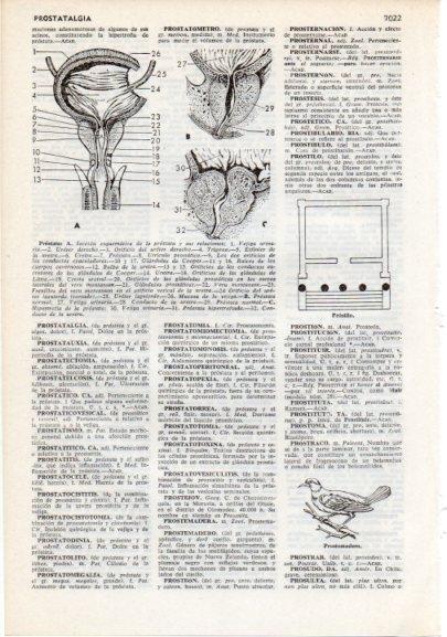 LAMINA V12470: Partes de la prostata y prostemadero