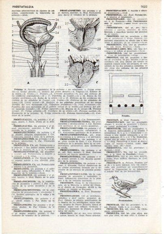 LAMINA V12470: Partes de la prostata y prostemadero
