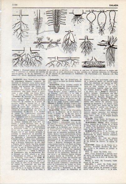 LAMINA V12496: Raices 