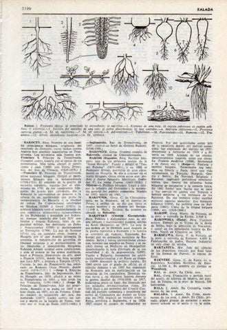 LAMINA V12496: Raices 