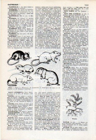 LAMINA V12501: Especies de ratas
