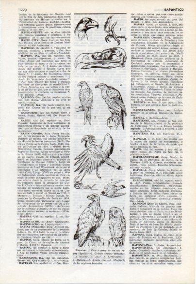 LAMINA V12499: Especies de rapaces