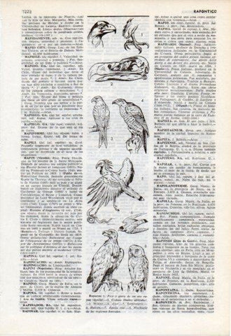 LAMINA V12499: Especies de rapaces