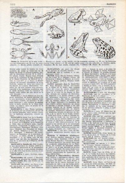 LAMINA V12498: Especies de ranas