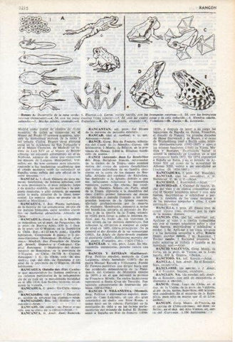 LAMINA V12498: Especies de ranas