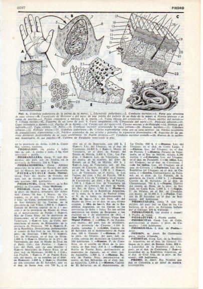 LAMINA V12417: Composicion de la piel