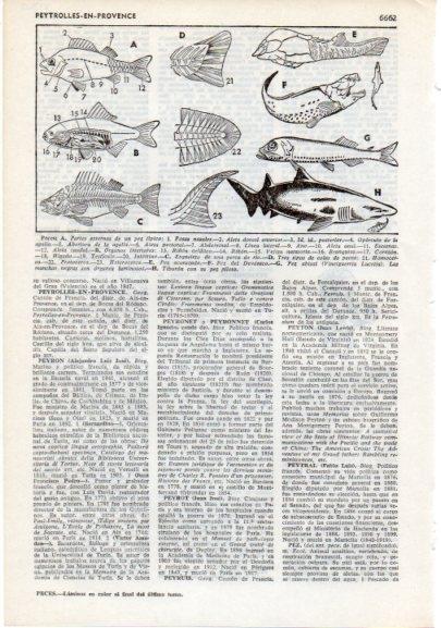 LAMINA V12412: Peces, esquema y especies