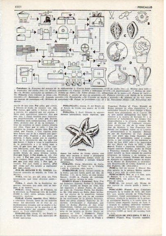 LAMINA V12456: Proceso de elaboración de la porcelana