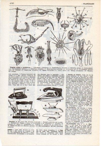 LAMINA V12436: Plancton animal o zooplancton