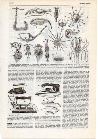 LAMINA V12436: Plancton animal o zooplancton