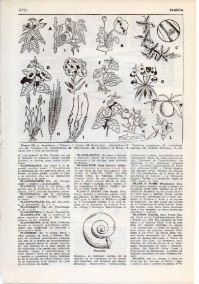 LAMINA V12440: Especies de plantas