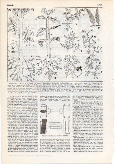 LAMINA V12439: Partes de una planta