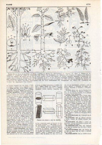 LAMINA V12439: Partes de una planta