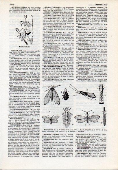 LAMINA V12148: Neuropteros y neuroplaticero