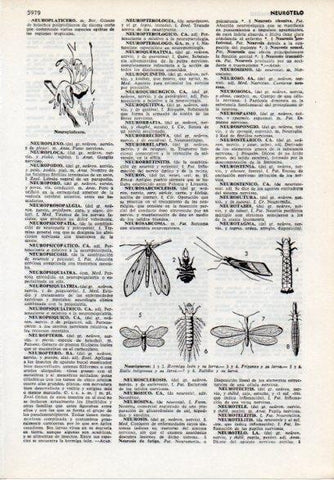 LAMINA V12148: Neuropteros y neuroplaticero