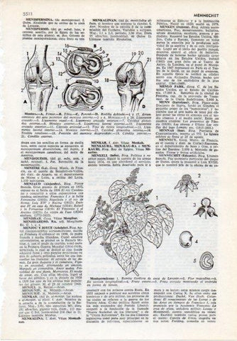 LAMINA V12055: Menisco y menispermaceas