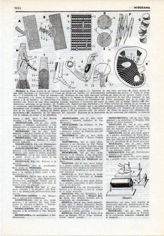 LAMINA V12079: Miologias y miografo