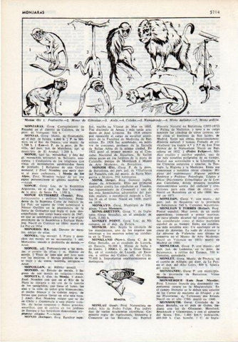 LAMINA V12099: Especies de monos