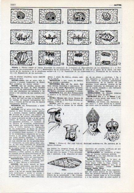 LAMINA V12088: Mitosis y mitras