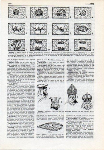 LAMINA V12088: Mitosis y mitras