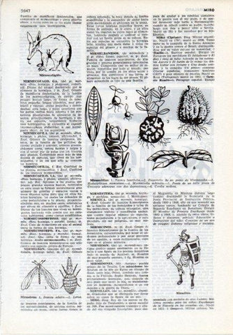 LAMINA V12082: Mirmecofilas y mirmillon