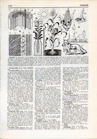 LAMINA V12167: Nutricion autrotofa y heterotrofa