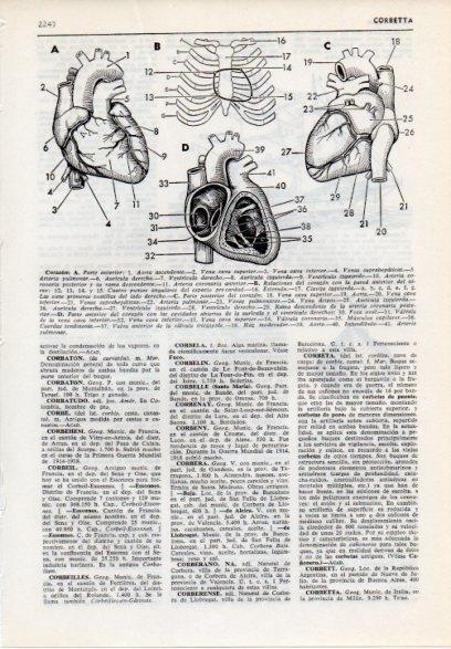 LAMINA V12244: Partes del corazon