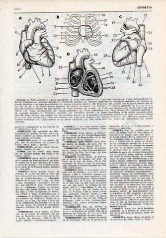 LAMINA V12244: Partes del corazon
