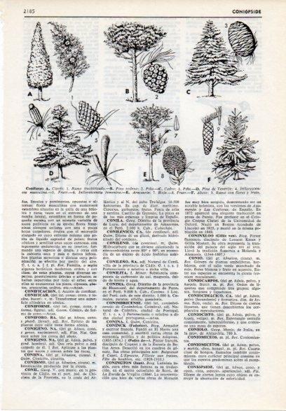 LAMINA V12235: Tipos de coniferas
