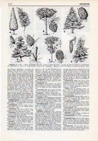 LAMINA V12235: Tipos de coniferas