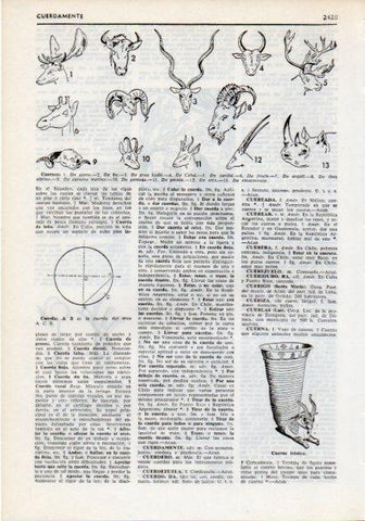 LAMINA V12281: Cuernos de animales y cuerna iranica