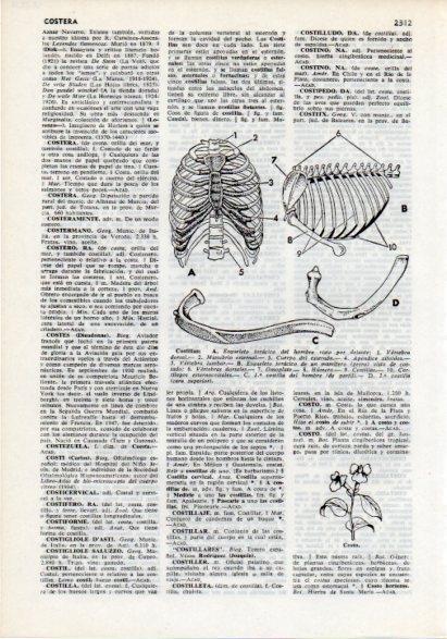 LAMINA V12257: Costillas del cuerpo humano