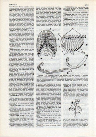 LAMINA V12257: Costillas del cuerpo humano